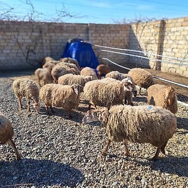 qoyun qiyməti 2024: Damazliq 18qoyun 11 denesi yani balali 8 bogaz cemi 29dene heyvandi — 4