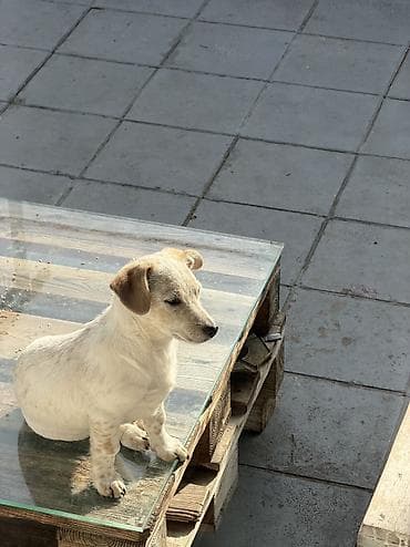 Cek rassel teryer, 3 ay, Erkek, Ünvandan götürmə — 1