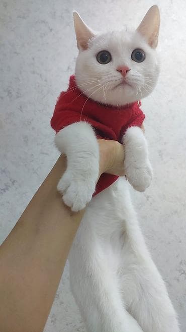 pisik dermanlari: Türk anqora, Erkək, Yaxşı əllərə, Ünvandan götürmə — 4