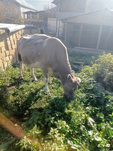ətlik inək: Məhsul: İnək və buzağı - Növ: Ev təsərrüfatı üçün iri buynuzlu — 3