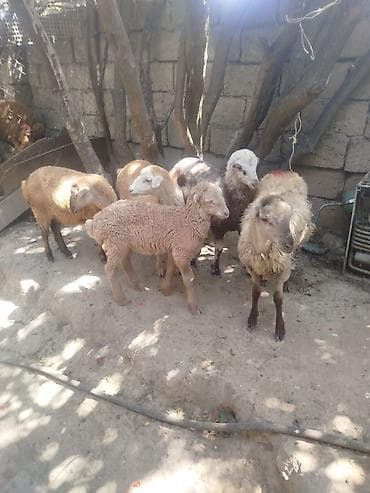 kana kors: Satışda qoyun-quzu dəstəsi. - 4 dişi, 1 erkək heyvan - 23 iyun — 2
