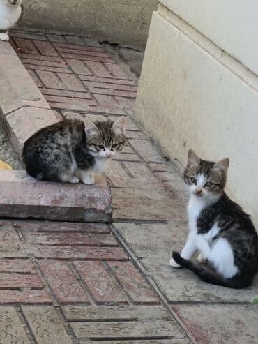 it etibarlı əllərə verilir: Pulsuz — 3