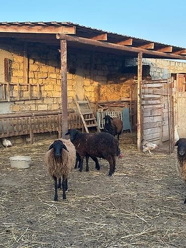 Quşlar: Qiymət razılaşma ilə
1ci 2ci qarın anadılar — 10