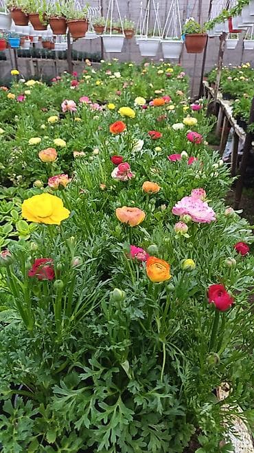 dekarativ aqaclar: Məhsul: İstixanada yetişdirilən dekorativ çiçəkli saksı bitkiləri — 7