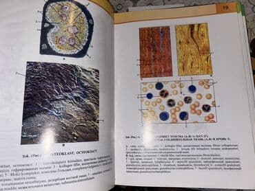 atlas koynekler: Məhsul: “İnsan Anatomiyası Atlası” – 3-cü nəşr - Müəlliflər: V.B — 8