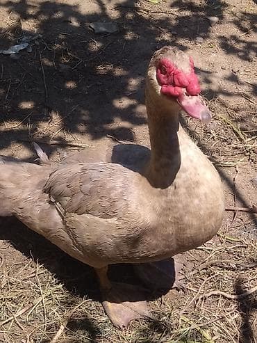 afcarka balasi erkey: Xüsusiyyətlər: - Cins: Muscovy (indo-ördək), ətli-yumurta istiqaməti - — 2