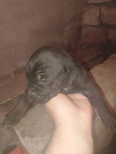 Qazanlar: 2 ay — 1