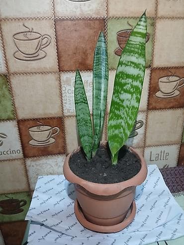 Саженцы деревьев: Qiymət 3 -10azn araliginda ölcüyə görə dəyisir — 6