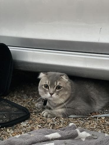 Şotland yastı qulaq, Erkək lalafo.az -da Şotland yastı qulaq, Erkək