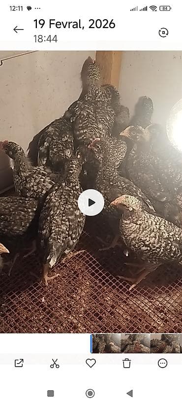 Atlar: Xarkoz cücəsi. 55 ədəd. 1 aylıq — 1