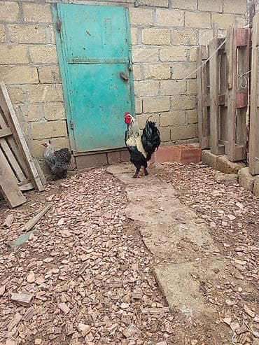 ag xoruz: Təmiz brahma Tam sağlam, hər cür vaksin olunub. Qalan bu bir cütdür — 1