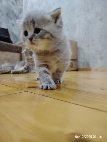 İtlər: Boz rəngli balaca pişiklər – yumşaq tüklü, iri qara gözlü, qısa — 7