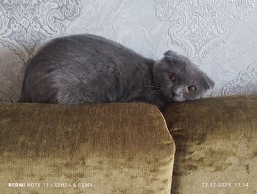 pişik ucun qum: Şotland, Erkək, Yaxşı əllərə, Ünvandan götürmə — 1