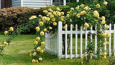 gilas tingleri: Sarı dırmaşan qızılgül – bağ və fasadlar üçün dekorativ sarmaşıq gül — 4