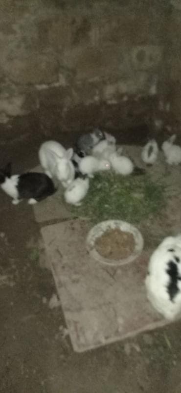 canlı yem: Ev şəraitində bəslənən çoxsaylı dovşanlar - Rənglər: ağ, qara-ağ — 2