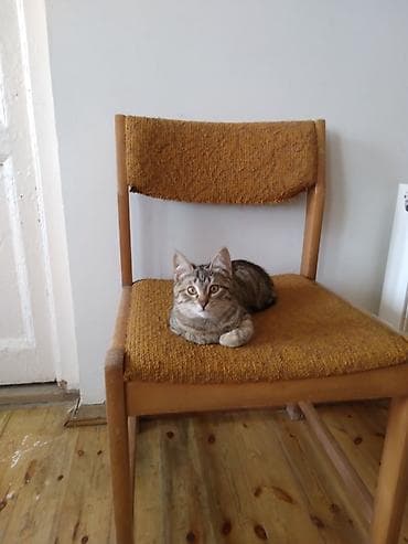 pisik almaq: Tabbi, Yaxşı əllərə — 2