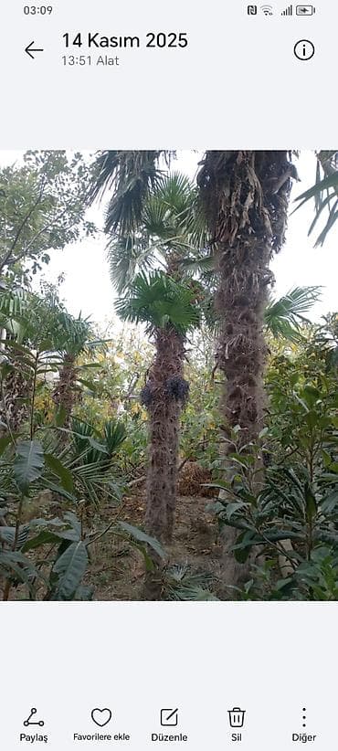 yolka agaci: Təsvir: - Nadir dekorativ xurma ağacları (Trachycarpus tipli, yelpik — 10