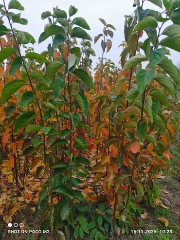 meyvə agaclari: Xurma (cennet xurması/persimmon) tingləri – açıq sahə fidanlığı Super — 3