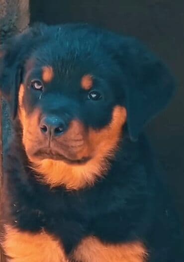 dovsan sekilleri: Rotveyler — 9