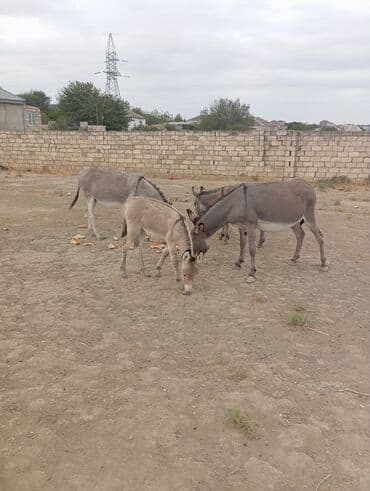 электрическая машинка для стрижки овец: Eşşəy südü göy ösgürəyin və qizilçanin dərmani göz önündə sağlir — 2