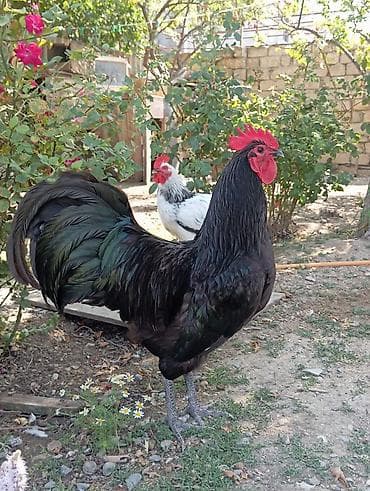 ev quş: Avstralob cucesi xorzun 4günluk cucleri var göz qabagindadir her şey — 1