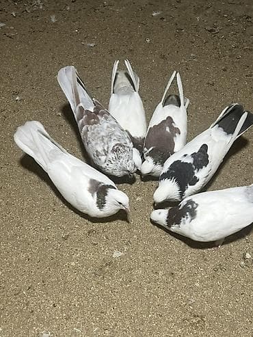 drakon göyərçin: Heyvanlar Satılır İsdeyen Olsa 7/24 Cvb verilir İ — 4