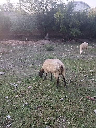cins qoyunlar satilir: Ana bala qoyun satılır quzusu dişidir 5 ci balasıdır real alana — 7