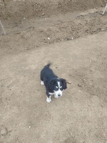 afcarka balası: Koker spaniyel, 2 ay, Dişi, Peyvəndli, Ödənişli çatdırılma — 5