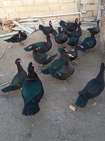 etlik: Erkək, | Lal ördək, Ətlik — 2