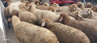 cucə su qabı: Məhsul: Qoyun sürüsü Təsvir: Hem damazliq qoyunlar hemde ətimlik — 3