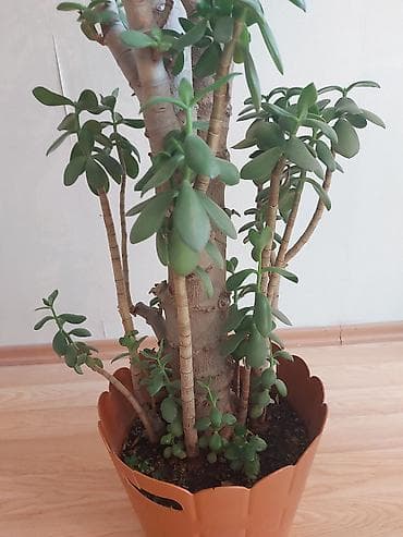 Комнатные растения: Pul ağacı (Krassula) Çox gözəl və yetişkin Pul ağacı (Crassula ovata) — 5