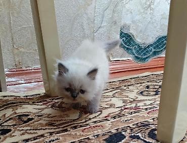 pulsuz video cat: Amerikan Shorthair, Dişi, Ödənişli çatdırılma — 3