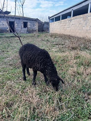 yuxuda qaz gormek: Çox təciLi satıLır Satışda: Qoyun və quzu - Növ: yerli qoyun - Say — 2