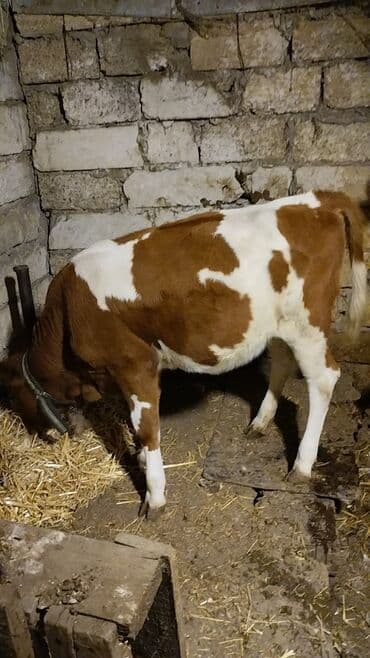 cins dana: Məhsul: İnək (iribuynuzlu heyvan) Xüsusiyyətlər: - Rəng: Ağ-krem — 6