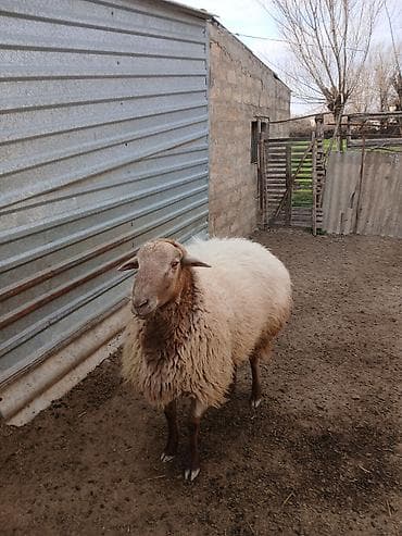 Птицы: 2yaşı var tam sağlam heyvandı - Cins: yerli ətlik-yunlu tip (ağ-bej — 2