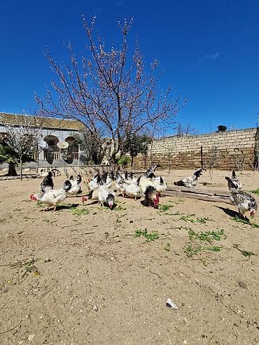 çöl toyuğu: Toyuq, Damazlıq — 4