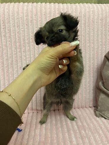 pitbull iti satilir: İtlər — 2