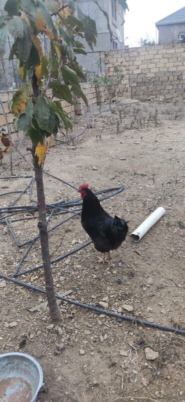 3 toyuq 3 gune 3 yumurta: Salam.yalniz qaralar satilir 7 ayligdilar hec bir prablemi yoxdu — 1