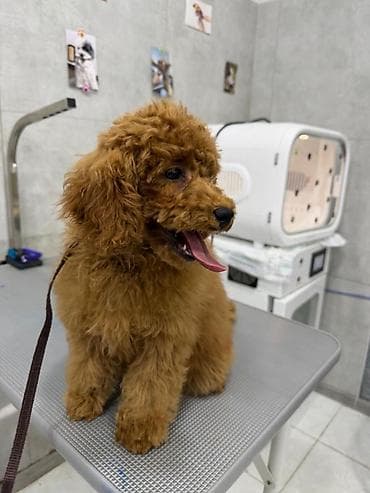 карликовый пудель: Пудель — 2