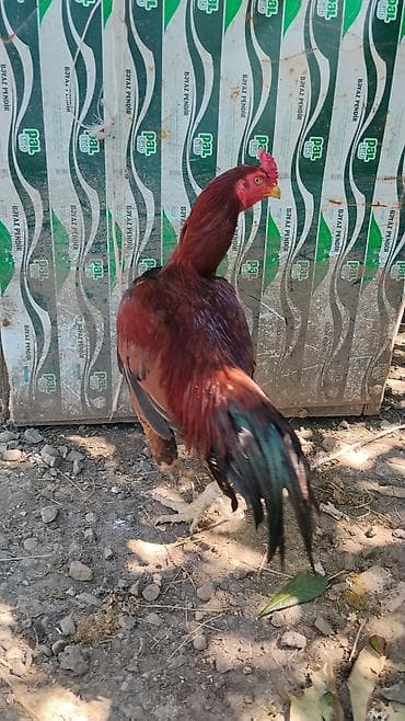 alpin kecisi satilir: Məhsul: Qırmızı-qara rəngli ev xoruzu Təsvir: - Uzun boyunlu, güclü — 1