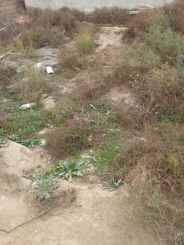 lacın ev: Tikinti, Kupça (Çıxarış) — 4