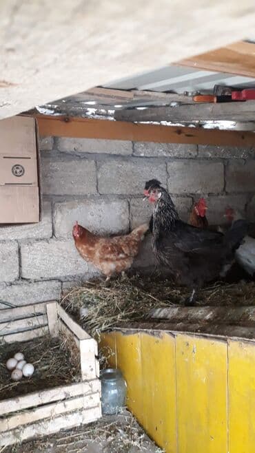 kəkilli toyuq: Toyuq, Damazlıq, Ödənişli çatdırılma — 5