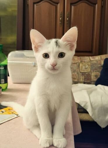 ən ucuz pişiklər: Van, Dişi, Yaxşı əllərə — 1