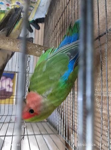 Dişlemir fişer Agapornis (sevgi quşu) – rəngarəng və enerjili tutuquşu