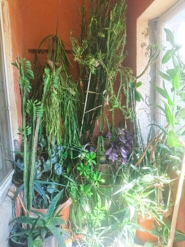 otaq üçün ətirlər: Müxtəlif formalarda və rənglərdə olan qapalı bitkilərdən ibarət çeşid — 1