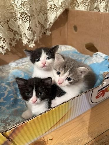 отдам котят в хорошие руки бесплатно: Самец, Самка, В добрые руки — 1