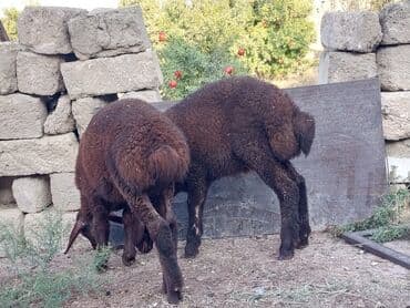 Məhsul: Qara-qəhvəyi rəngdə iki baş quzu Xüsusiyyətlər: - Yerli