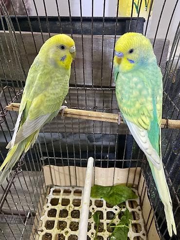 Rainbow tutuquşu
Barter olar başqa növquşlara.
Təkliflərinizi yazın