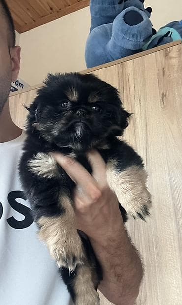 heyvanlar: Pekines, 2 ay, Dişi, Peyvəndli — 2
