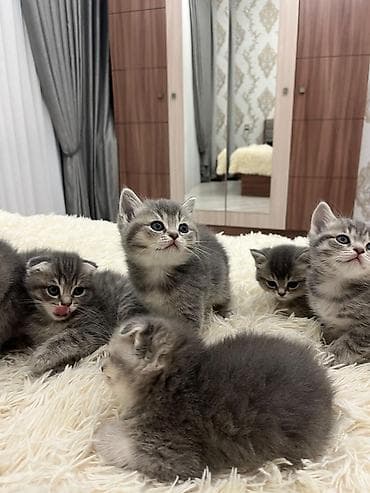 cins pisik: Balaca pişik balaları - Cins: boz və tünd zolaqlı (tabby naxışlı) — 9